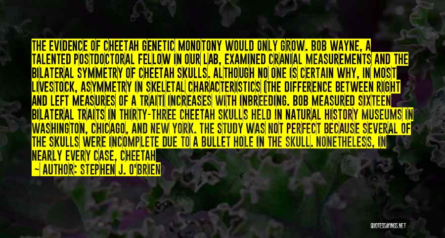 Stephen J. O'Brien Quotes: The Evidence Of Cheetah Genetic Monotony Would Only Grow. Bob Wayne, A Talented Postdoctoral Fellow In Our Lab, Examined Cranial