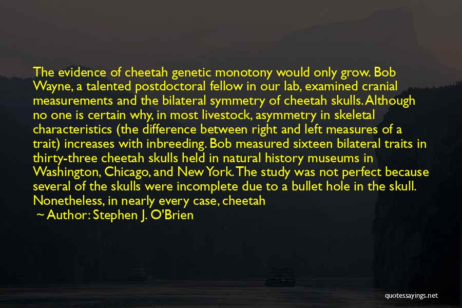 Stephen J. O'Brien Quotes: The Evidence Of Cheetah Genetic Monotony Would Only Grow. Bob Wayne, A Talented Postdoctoral Fellow In Our Lab, Examined Cranial