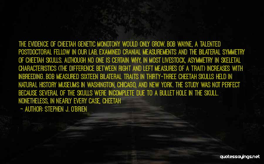 Stephen J. O'Brien Quotes: The Evidence Of Cheetah Genetic Monotony Would Only Grow. Bob Wayne, A Talented Postdoctoral Fellow In Our Lab, Examined Cranial