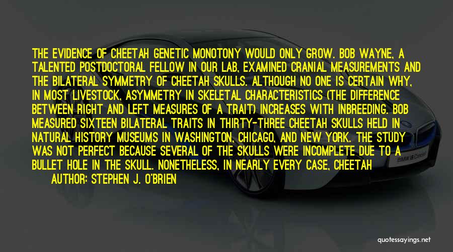 Stephen J. O'Brien Quotes: The Evidence Of Cheetah Genetic Monotony Would Only Grow. Bob Wayne, A Talented Postdoctoral Fellow In Our Lab, Examined Cranial