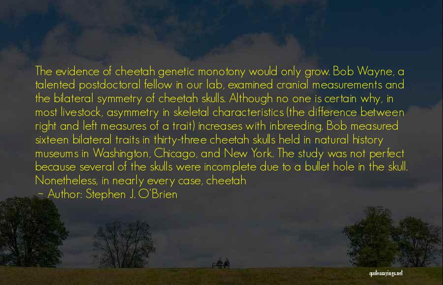 Stephen J. O'Brien Quotes: The Evidence Of Cheetah Genetic Monotony Would Only Grow. Bob Wayne, A Talented Postdoctoral Fellow In Our Lab, Examined Cranial