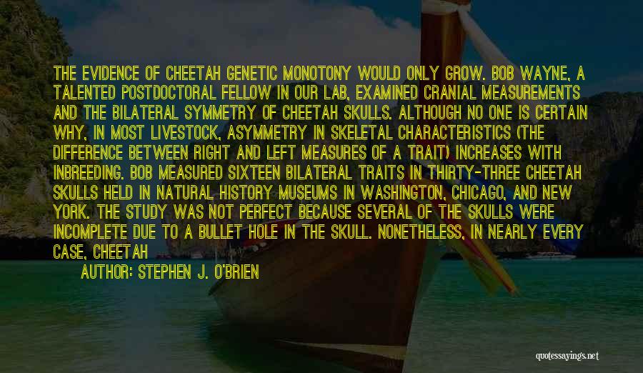 Stephen J. O'Brien Quotes: The Evidence Of Cheetah Genetic Monotony Would Only Grow. Bob Wayne, A Talented Postdoctoral Fellow In Our Lab, Examined Cranial