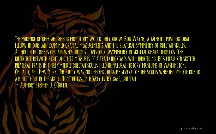 Stephen J. O'Brien Quotes: The Evidence Of Cheetah Genetic Monotony Would Only Grow. Bob Wayne, A Talented Postdoctoral Fellow In Our Lab, Examined Cranial