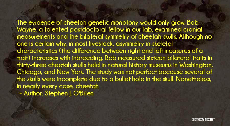 Stephen J. O'Brien Quotes: The Evidence Of Cheetah Genetic Monotony Would Only Grow. Bob Wayne, A Talented Postdoctoral Fellow In Our Lab, Examined Cranial