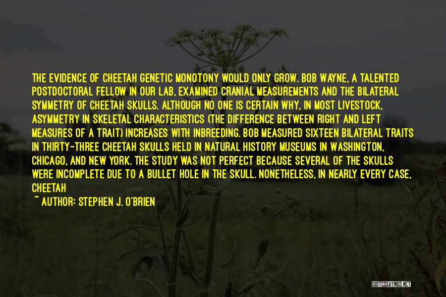 Stephen J. O'Brien Quotes: The Evidence Of Cheetah Genetic Monotony Would Only Grow. Bob Wayne, A Talented Postdoctoral Fellow In Our Lab, Examined Cranial