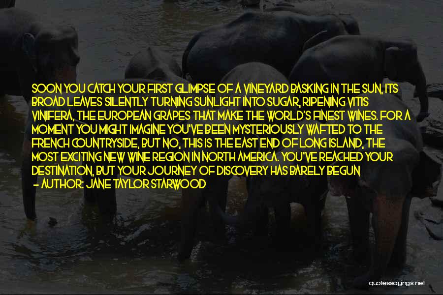 Jane Taylor Starwood Quotes: Soon You Catch Your First Glimpse Of A Vineyard Basking In The Sun, Its Broad Leaves Silently Turning Sunlight Into