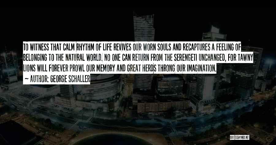 George Schaller Quotes: To Witness That Calm Rhythm Of Life Revives Our Worn Souls And Recaptures A Feeling Of Belonging To The Natural