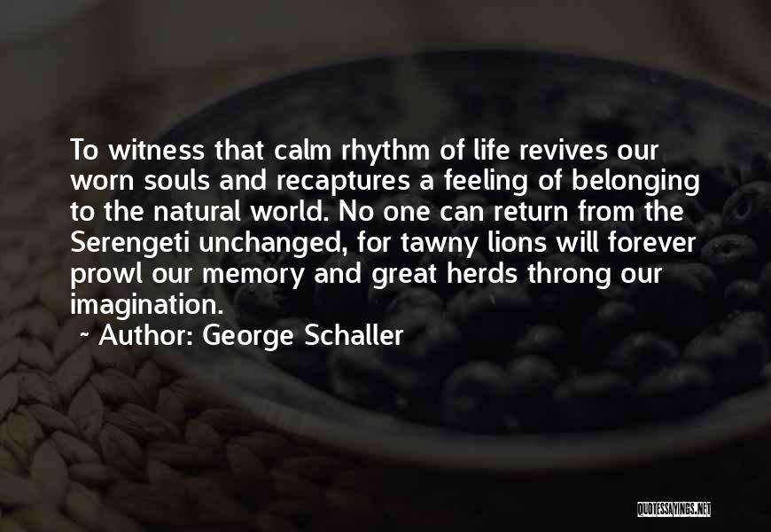 George Schaller Quotes: To Witness That Calm Rhythm Of Life Revives Our Worn Souls And Recaptures A Feeling Of Belonging To The Natural