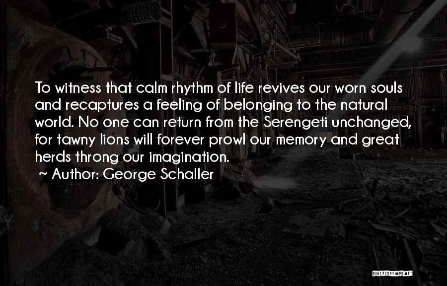 George Schaller Quotes: To Witness That Calm Rhythm Of Life Revives Our Worn Souls And Recaptures A Feeling Of Belonging To The Natural