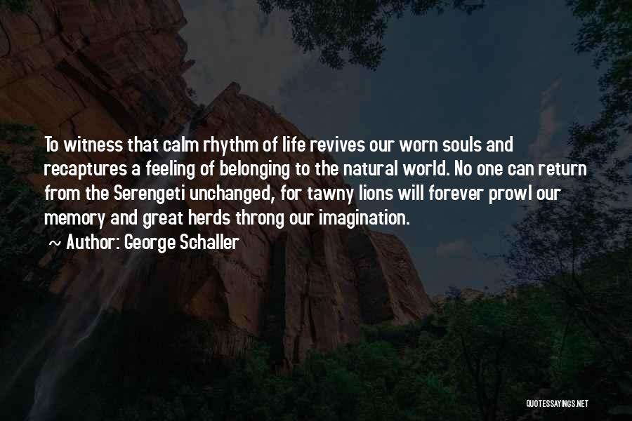 George Schaller Quotes: To Witness That Calm Rhythm Of Life Revives Our Worn Souls And Recaptures A Feeling Of Belonging To The Natural