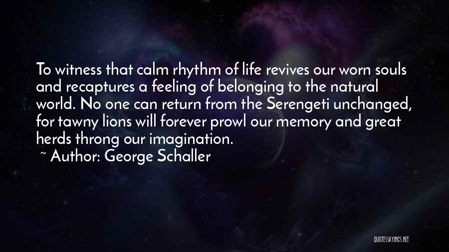 George Schaller Quotes: To Witness That Calm Rhythm Of Life Revives Our Worn Souls And Recaptures A Feeling Of Belonging To The Natural