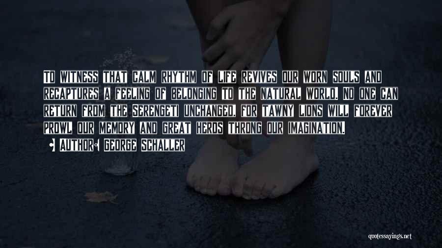 George Schaller Quotes: To Witness That Calm Rhythm Of Life Revives Our Worn Souls And Recaptures A Feeling Of Belonging To The Natural
