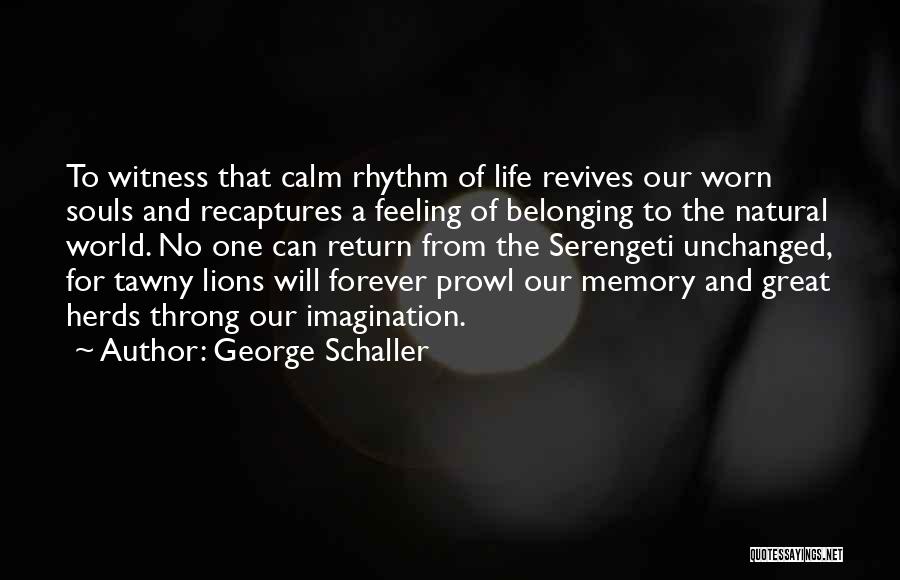 George Schaller Quotes: To Witness That Calm Rhythm Of Life Revives Our Worn Souls And Recaptures A Feeling Of Belonging To The Natural