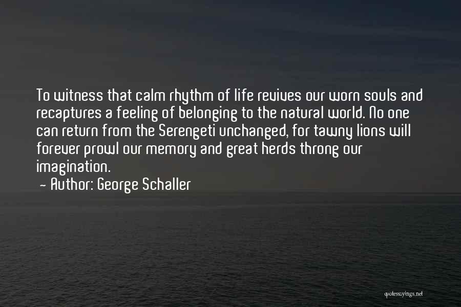 George Schaller Quotes: To Witness That Calm Rhythm Of Life Revives Our Worn Souls And Recaptures A Feeling Of Belonging To The Natural