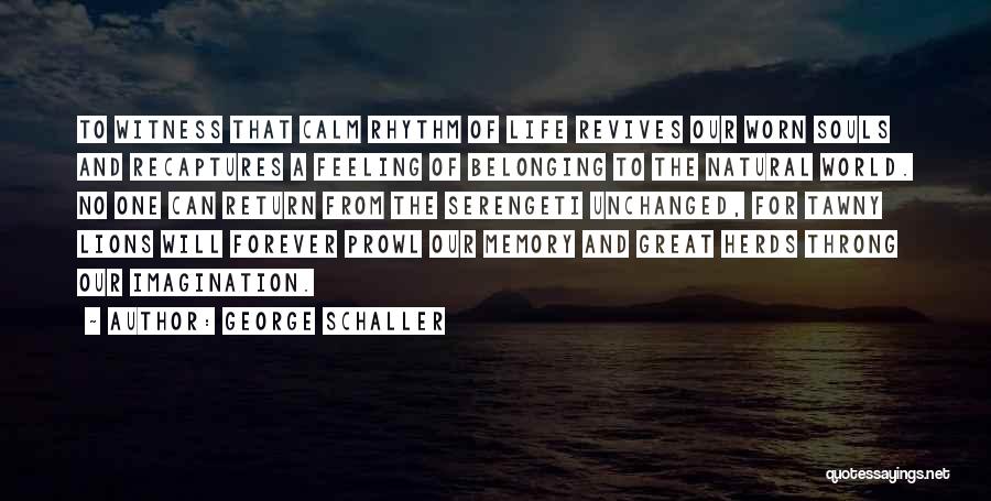 George Schaller Quotes: To Witness That Calm Rhythm Of Life Revives Our Worn Souls And Recaptures A Feeling Of Belonging To The Natural