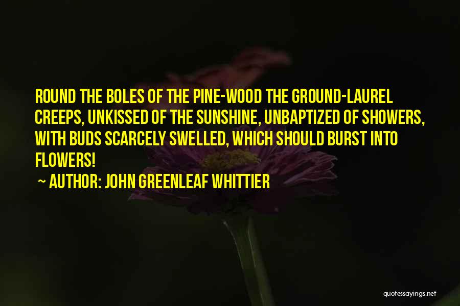 John Greenleaf Whittier Quotes: Round The Boles Of The Pine-wood The Ground-laurel Creeps, Unkissed Of The Sunshine, Unbaptized Of Showers, With Buds Scarcely Swelled,