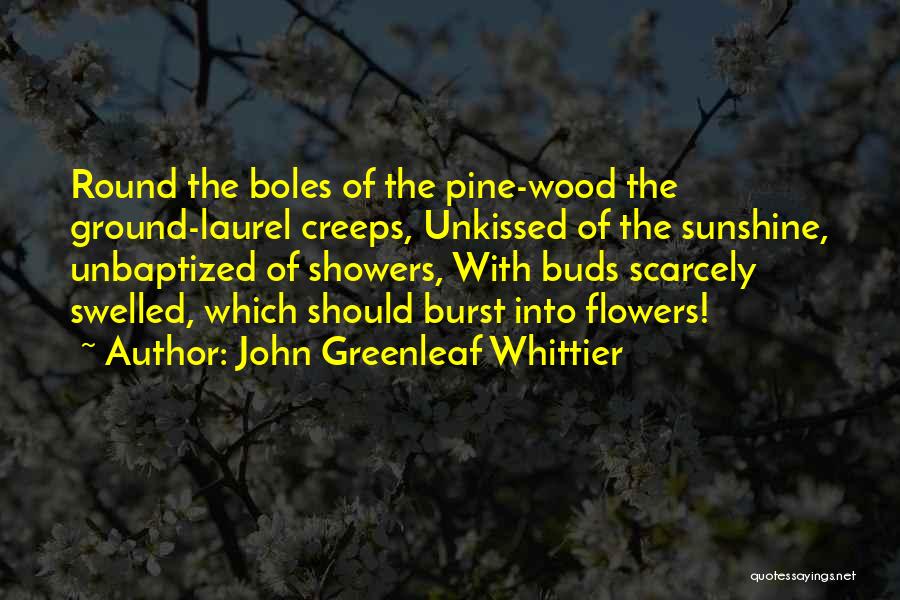 John Greenleaf Whittier Quotes: Round The Boles Of The Pine-wood The Ground-laurel Creeps, Unkissed Of The Sunshine, Unbaptized Of Showers, With Buds Scarcely Swelled,