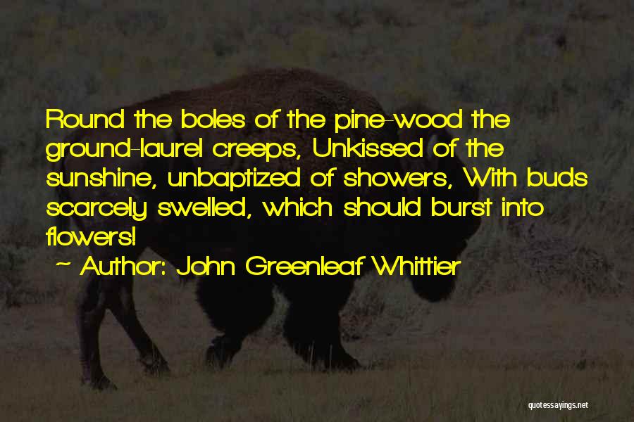 John Greenleaf Whittier Quotes: Round The Boles Of The Pine-wood The Ground-laurel Creeps, Unkissed Of The Sunshine, Unbaptized Of Showers, With Buds Scarcely Swelled,