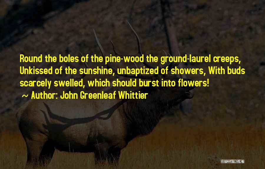 John Greenleaf Whittier Quotes: Round The Boles Of The Pine-wood The Ground-laurel Creeps, Unkissed Of The Sunshine, Unbaptized Of Showers, With Buds Scarcely Swelled,