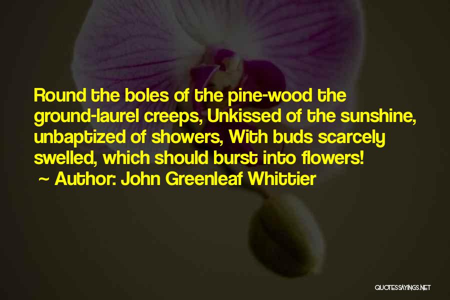 John Greenleaf Whittier Quotes: Round The Boles Of The Pine-wood The Ground-laurel Creeps, Unkissed Of The Sunshine, Unbaptized Of Showers, With Buds Scarcely Swelled,
