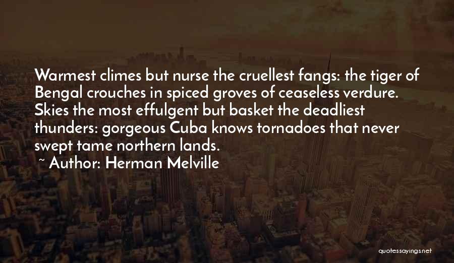 Herman Melville Quotes: Warmest Climes But Nurse The Cruellest Fangs: The Tiger Of Bengal Crouches In Spiced Groves Of Ceaseless Verdure. Skies The