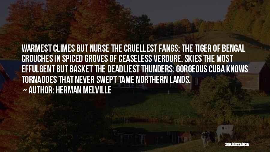 Herman Melville Quotes: Warmest Climes But Nurse The Cruellest Fangs: The Tiger Of Bengal Crouches In Spiced Groves Of Ceaseless Verdure. Skies The