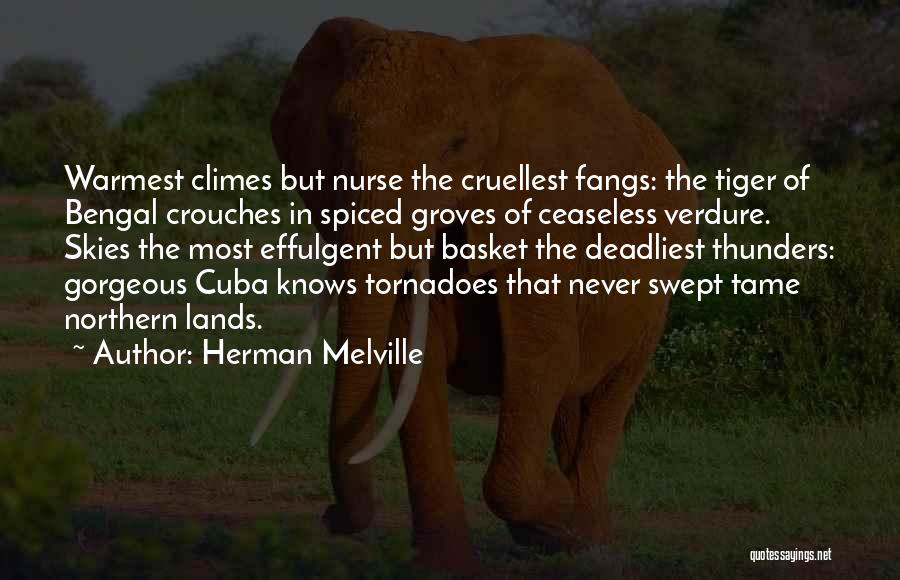 Herman Melville Quotes: Warmest Climes But Nurse The Cruellest Fangs: The Tiger Of Bengal Crouches In Spiced Groves Of Ceaseless Verdure. Skies The