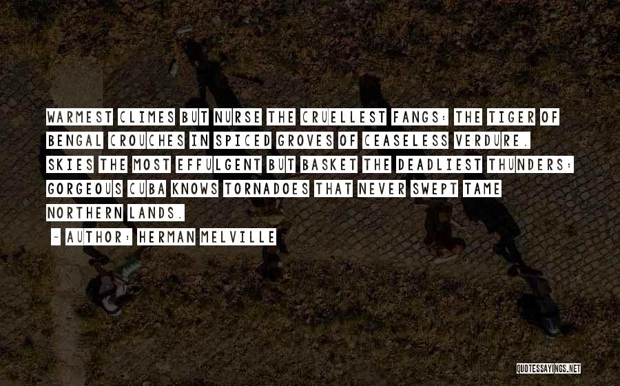 Herman Melville Quotes: Warmest Climes But Nurse The Cruellest Fangs: The Tiger Of Bengal Crouches In Spiced Groves Of Ceaseless Verdure. Skies The