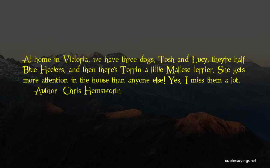 Chris Hemsworth Quotes: At Home In Victoria, We Have Three Dogs, Tosh And Lucy, They're Half Blue Heelers, And Then There's Torrin A