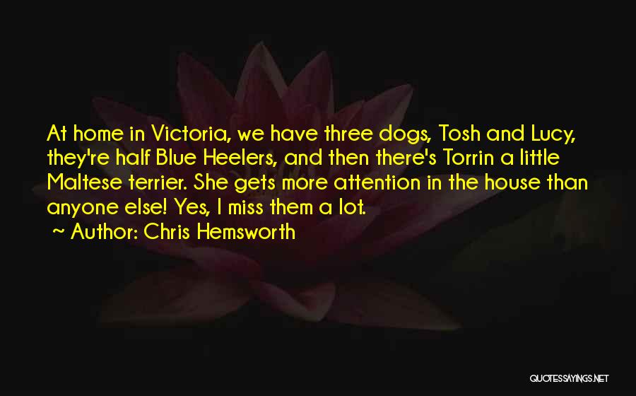 Chris Hemsworth Quotes: At Home In Victoria, We Have Three Dogs, Tosh And Lucy, They're Half Blue Heelers, And Then There's Torrin A