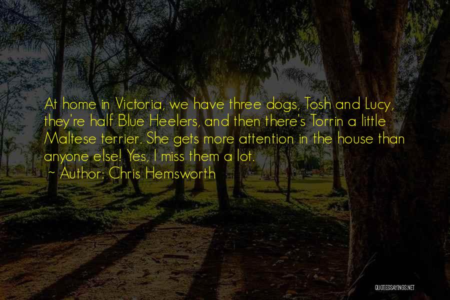 Chris Hemsworth Quotes: At Home In Victoria, We Have Three Dogs, Tosh And Lucy, They're Half Blue Heelers, And Then There's Torrin A