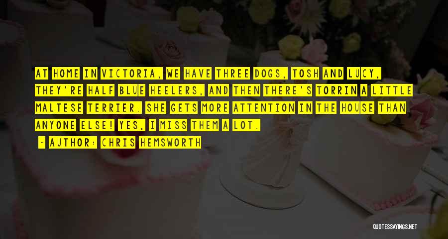 Chris Hemsworth Quotes: At Home In Victoria, We Have Three Dogs, Tosh And Lucy, They're Half Blue Heelers, And Then There's Torrin A