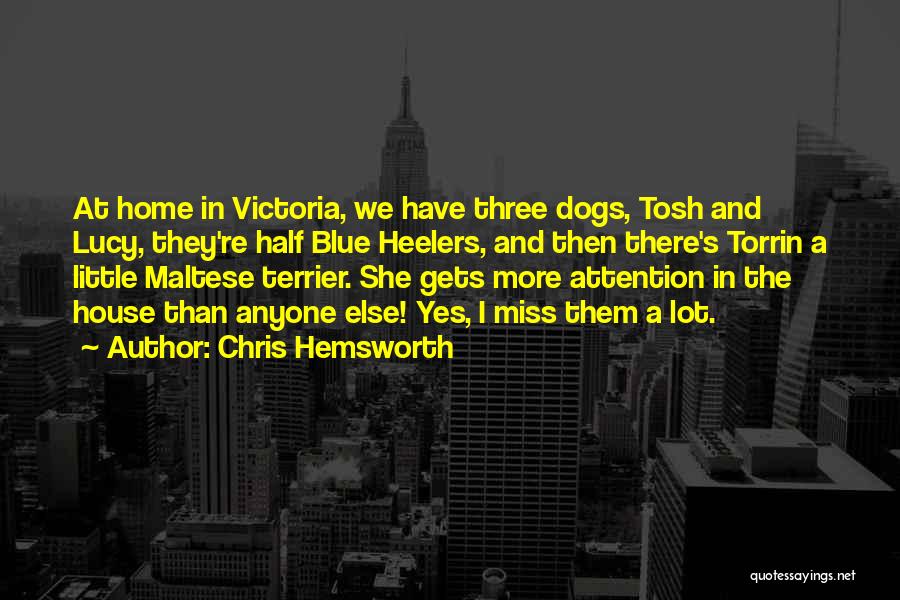 Chris Hemsworth Quotes: At Home In Victoria, We Have Three Dogs, Tosh And Lucy, They're Half Blue Heelers, And Then There's Torrin A