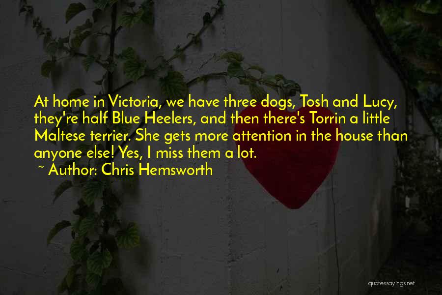 Chris Hemsworth Quotes: At Home In Victoria, We Have Three Dogs, Tosh And Lucy, They're Half Blue Heelers, And Then There's Torrin A