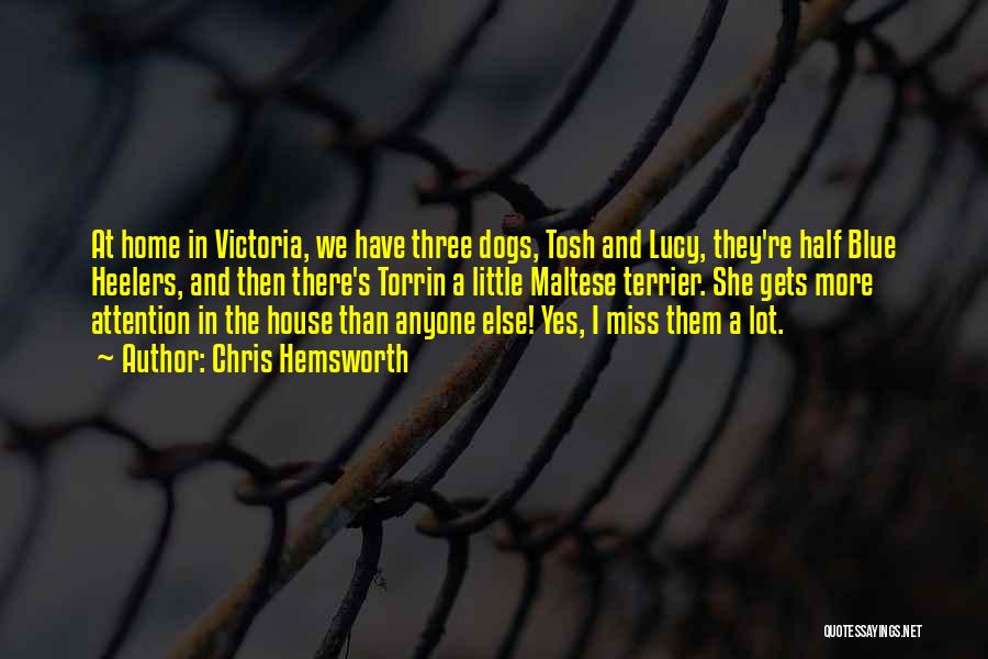 Chris Hemsworth Quotes: At Home In Victoria, We Have Three Dogs, Tosh And Lucy, They're Half Blue Heelers, And Then There's Torrin A