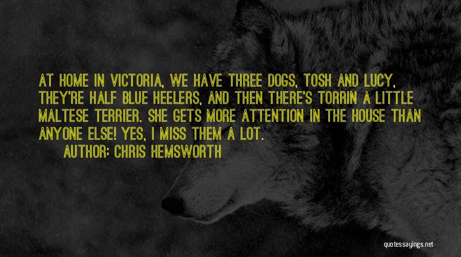 Chris Hemsworth Quotes: At Home In Victoria, We Have Three Dogs, Tosh And Lucy, They're Half Blue Heelers, And Then There's Torrin A