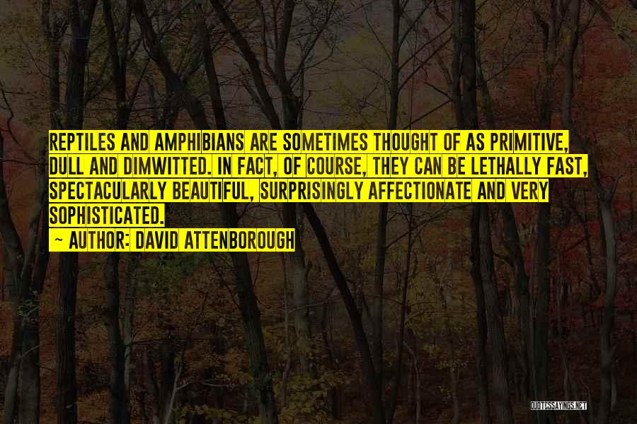 David Attenborough Quotes: Reptiles And Amphibians Are Sometimes Thought Of As Primitive, Dull And Dimwitted. In Fact, Of Course, They Can Be Lethally