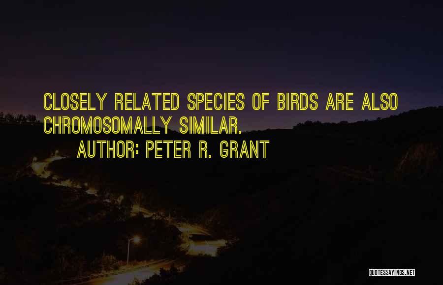 Peter R. Grant Quotes: Closely Related Species Of Birds Are Also Chromosomally Similar.