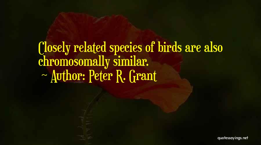 Peter R. Grant Quotes: Closely Related Species Of Birds Are Also Chromosomally Similar.