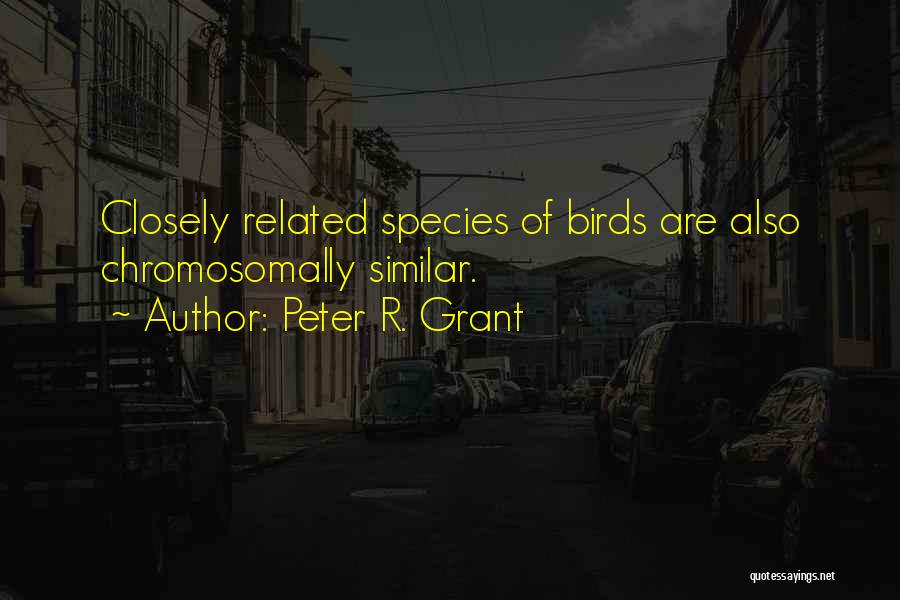 Peter R. Grant Quotes: Closely Related Species Of Birds Are Also Chromosomally Similar.