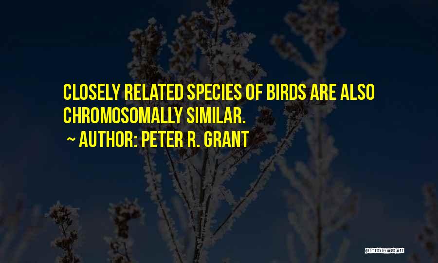 Peter R. Grant Quotes: Closely Related Species Of Birds Are Also Chromosomally Similar.