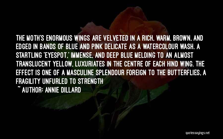 Annie Dillard Quotes: The Moth's Enormous Wings Are Velveted In A Rich, Warm, Brown, And Edged In Bands Of Blue And Pink Delicate