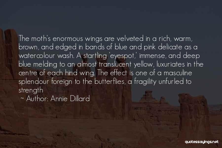 Annie Dillard Quotes: The Moth's Enormous Wings Are Velveted In A Rich, Warm, Brown, And Edged In Bands Of Blue And Pink Delicate