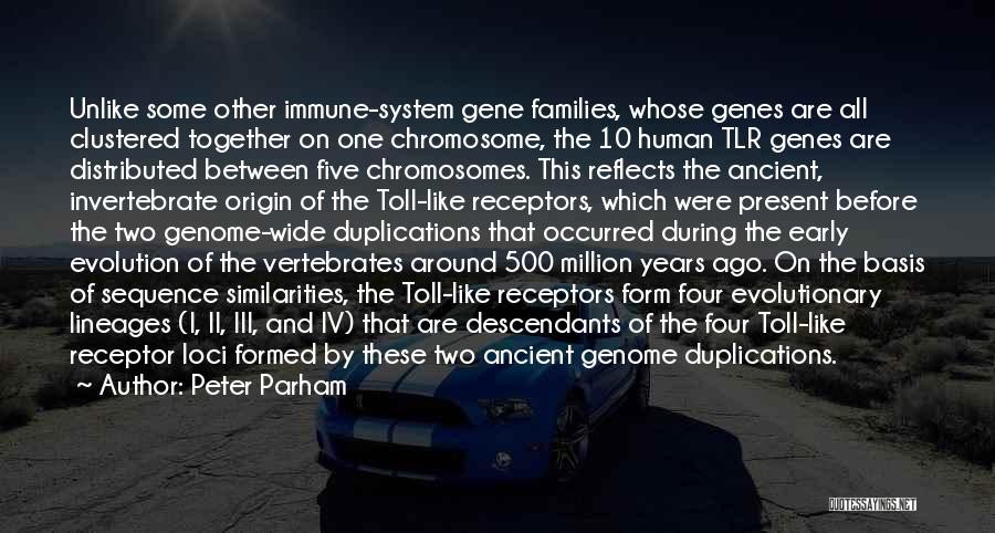 Peter Parham Quotes: Unlike Some Other Immune-system Gene Families, Whose Genes Are All Clustered Together On One Chromosome, The 10 Human Tlr Genes