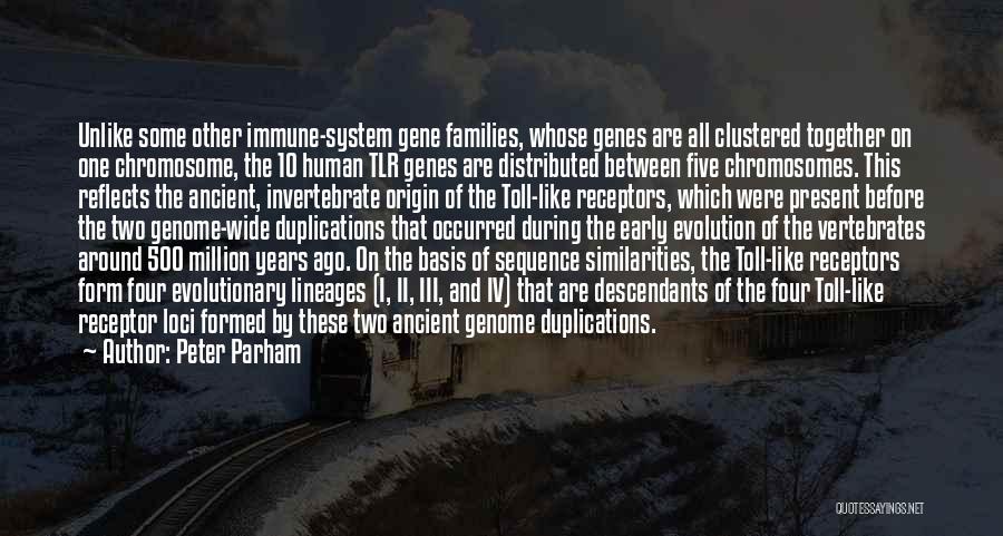 Peter Parham Quotes: Unlike Some Other Immune-system Gene Families, Whose Genes Are All Clustered Together On One Chromosome, The 10 Human Tlr Genes