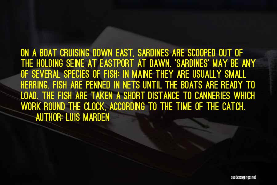 Luis Marden Quotes: On A Boat Cruising Down East, Sardines Are Scooped Out Of The Holding Seine At Eastport At Dawn. 'sardines' May