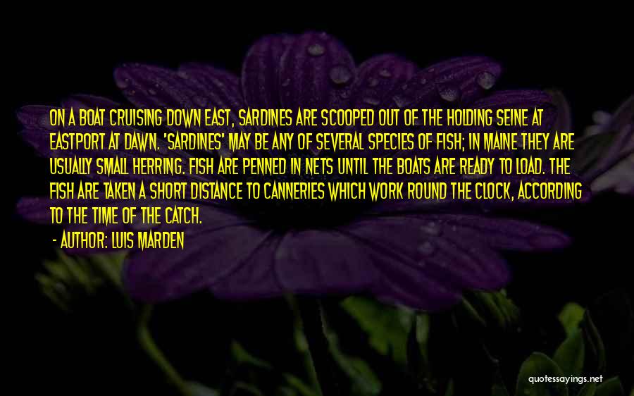 Luis Marden Quotes: On A Boat Cruising Down East, Sardines Are Scooped Out Of The Holding Seine At Eastport At Dawn. 'sardines' May