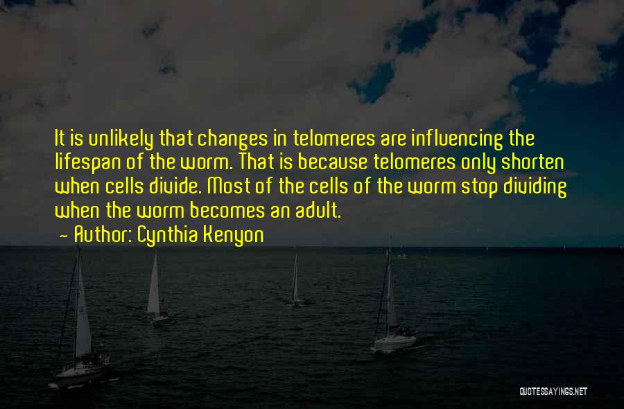 Cynthia Kenyon Quotes: It Is Unlikely That Changes In Telomeres Are Influencing The Lifespan Of The Worm. That Is Because Telomeres Only Shorten