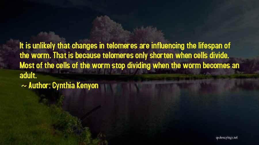 Cynthia Kenyon Quotes: It Is Unlikely That Changes In Telomeres Are Influencing The Lifespan Of The Worm. That Is Because Telomeres Only Shorten