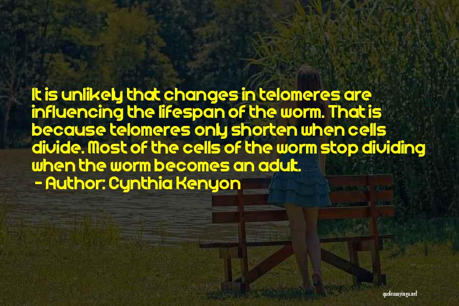 Cynthia Kenyon Quotes: It Is Unlikely That Changes In Telomeres Are Influencing The Lifespan Of The Worm. That Is Because Telomeres Only Shorten